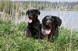 BEAUCERON - ADULTS and PUPPIES 034